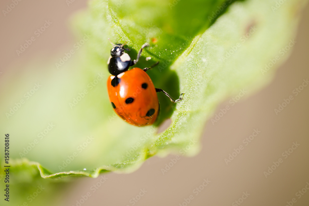 Seven-spot ladybird (Coccinella septempunctata) extreme macro. Seven-spot ladybird (Coccinella septempunctata) extreme macro.