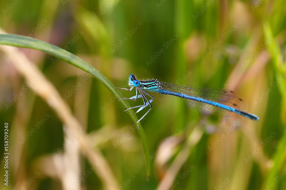 Dragonfly on a plant Dragonfly on a plant