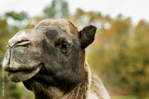 Kamel © Sauerlandpics