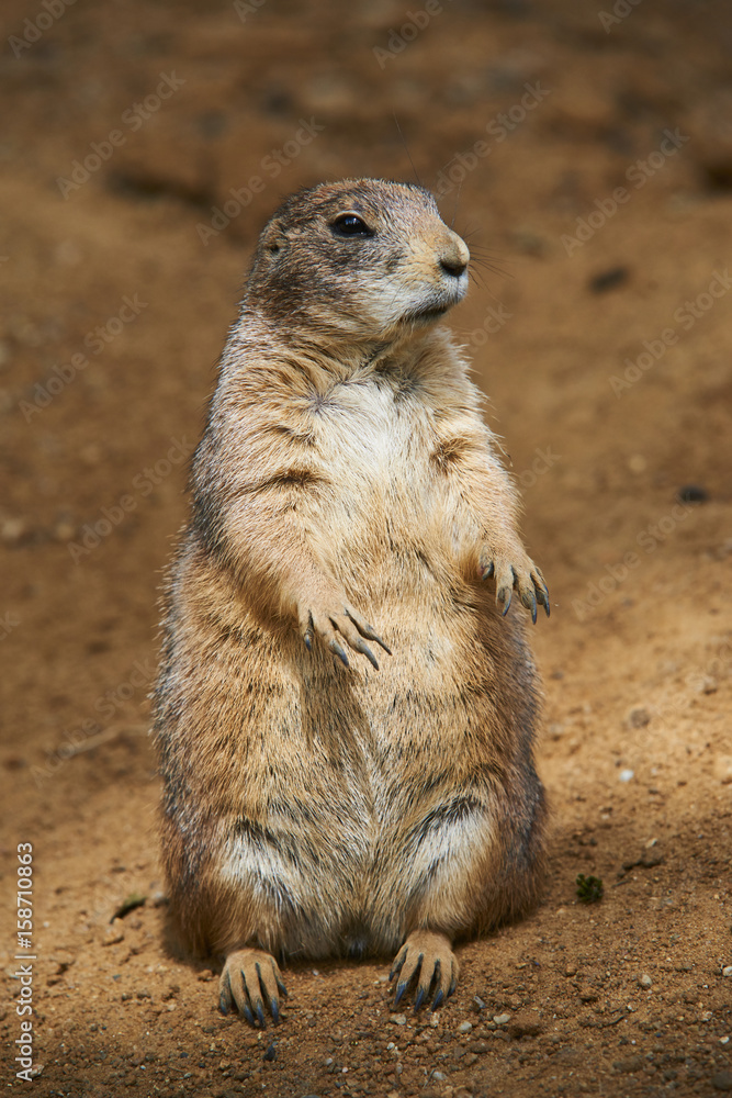 Black-tailed prairie dog (Cynomys ludovicianus) Black-tailed prairie dog (Cynomys ludovicianus)