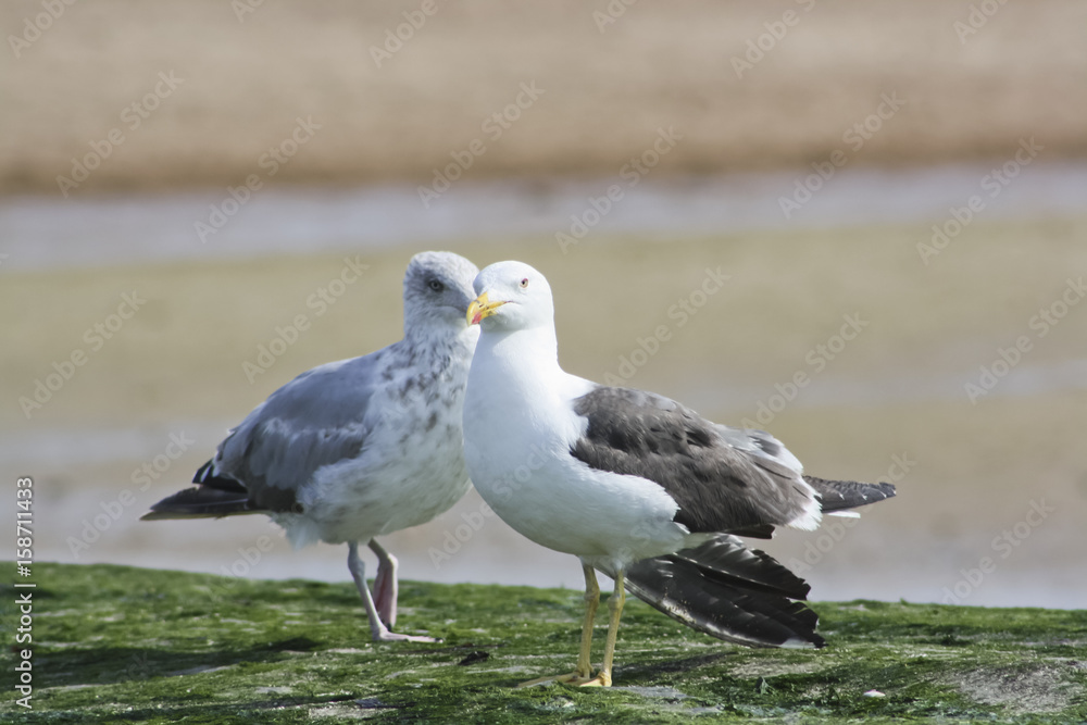 Fototapeta premium Möwen am Strand von Ostende
