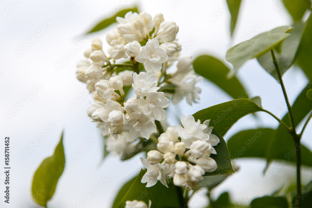 Syringa Syringa