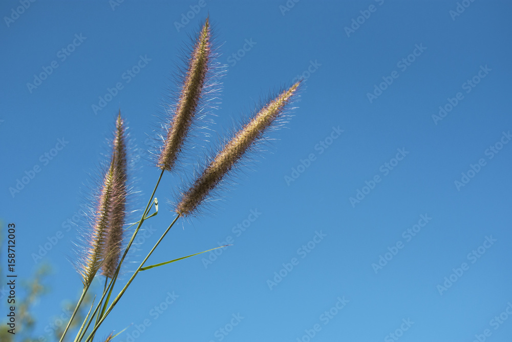 Grass flower with blue sky texture background.