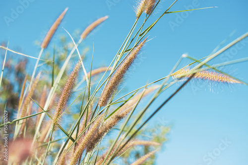 Grass flower with blue sky texture background.