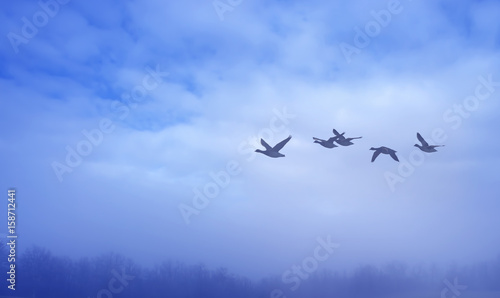 Misty landscape with birds