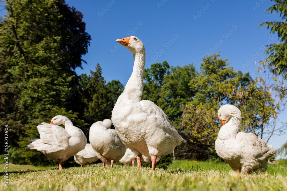 Obraz premium White geese