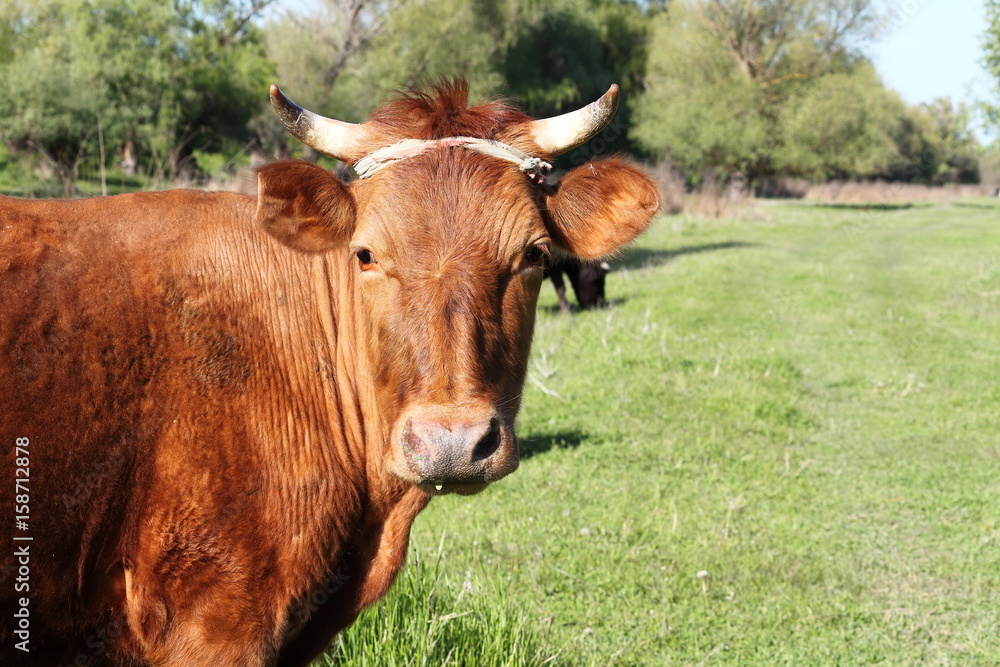 Muzzle of big brown red cow in pasture