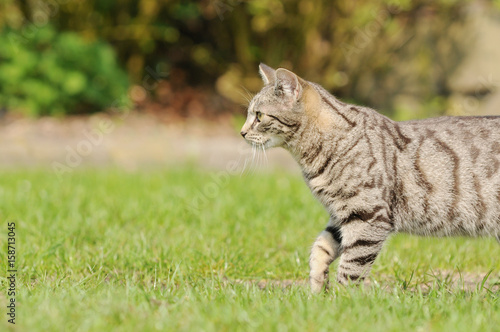 tabby cat running on meadow