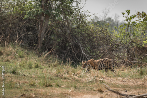 Fototapeta Naklejka Na Ścianę i Meble -  Bengal tiger crosses meadow with bushes behind