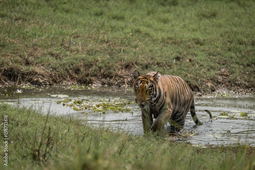 Fototapeta Naklejka Na Ścianę i Meble -  Bengal tiger crosses stream in sunny meadow