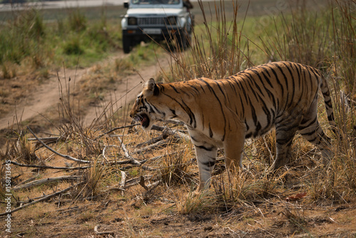 Fototapeta Naklejka Na Ścianę i Meble -  Bengal tiger crossing track with jeep behind