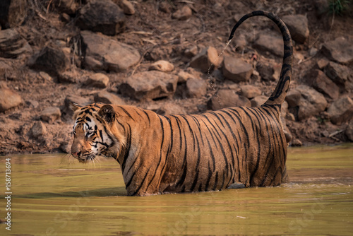 Fototapeta Naklejka Na Ścianę i Meble -  Bengal tiger in water with dripping tail