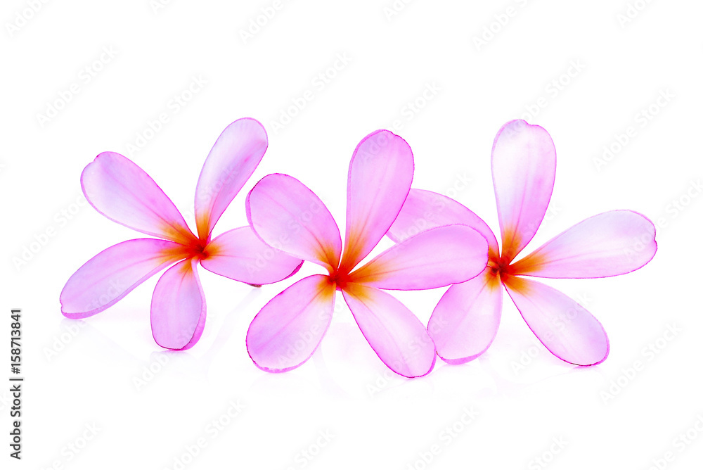 pink frangipani or plumeria (tropical flowers) isolated on white background pink frangipani or plumeria (tropical flowers) isolated on white background