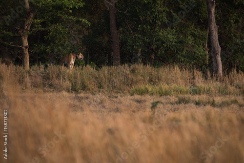 Fototapeta Naklejka Na Ścianę i Meble -  Bengal tiger looks over meadow from treeline