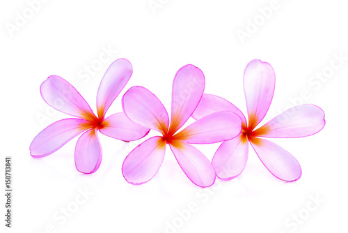 pink frangipani or plumeria (tropical flowers) isolated on white background