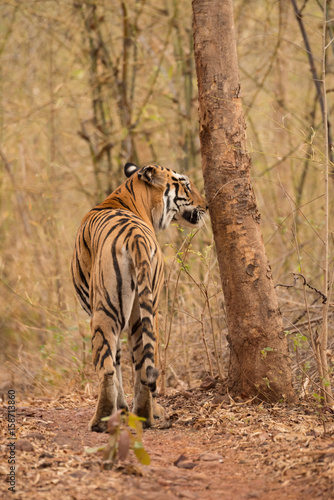Fototapeta Naklejka Na Ścianę i Meble -  Bengal tiger sniffs tree on woodland track