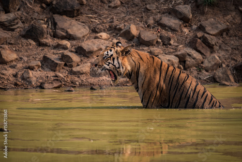 Fototapeta Naklejka Na Ścianę i Meble -  Bengal tiger sitting in water hole yawns