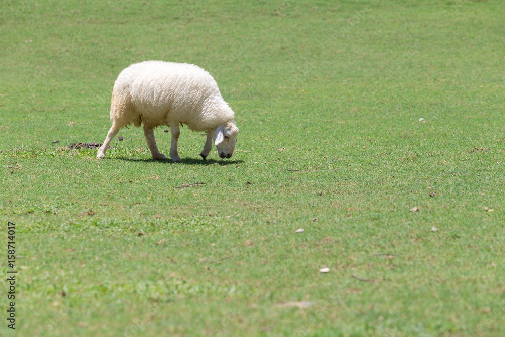 Fototapeta premium Sheep eating grass