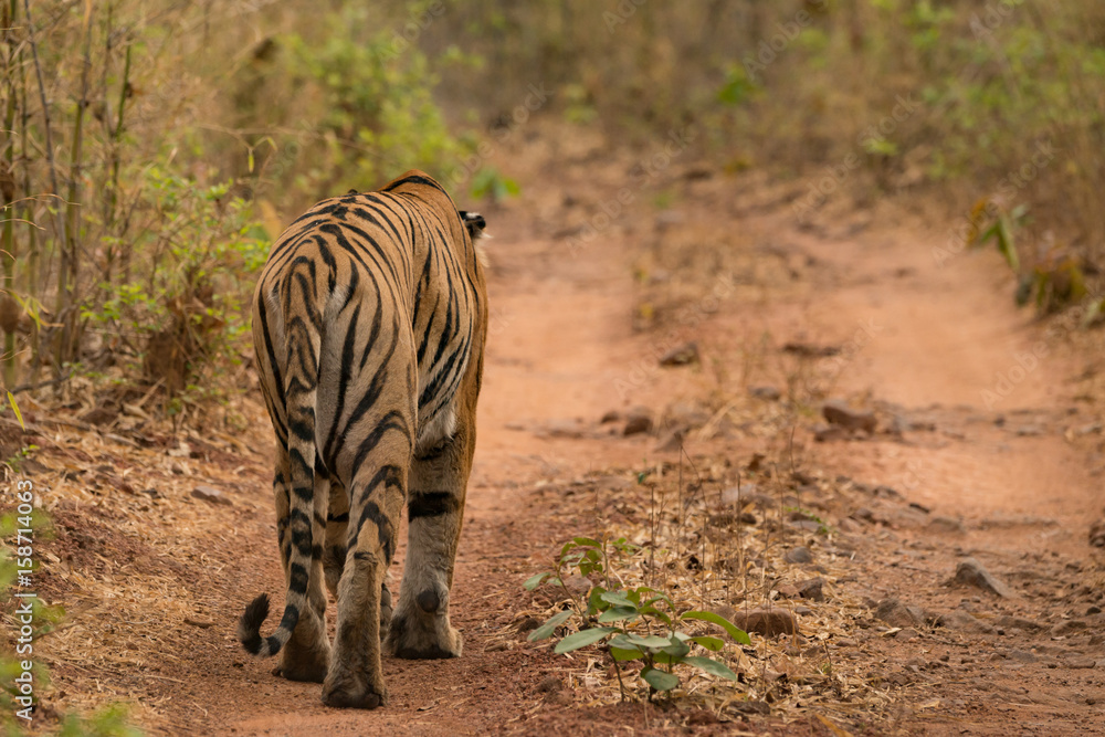 Naklejka premium Tygrys bengalski odchodzi leśnym szlakiem