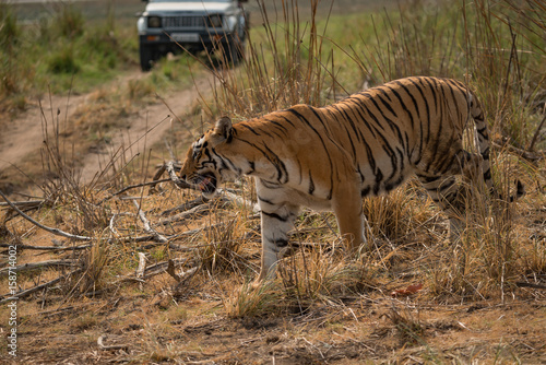 Fototapeta Naklejka Na Ścianę i Meble -  Bengal tiger walking in front of jeep