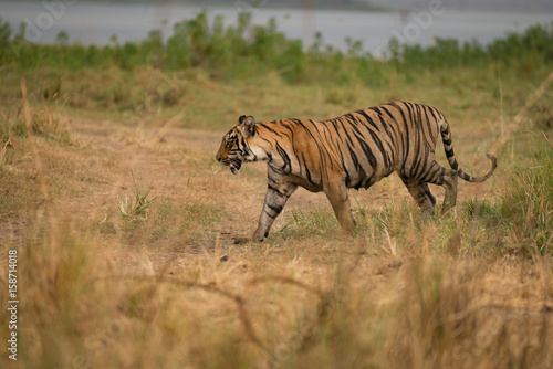 Fototapeta Naklejka Na Ścianę i Meble -  Bengal tiger walking on bank of lake