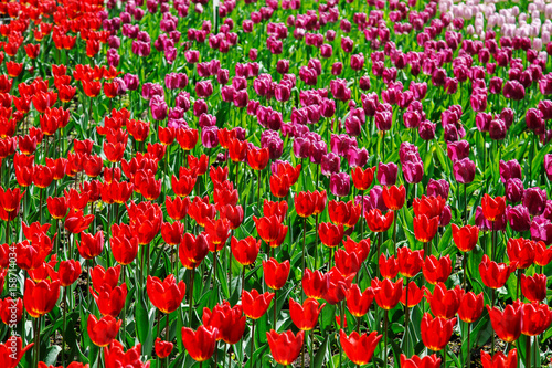 Fototapeta Naklejka Na Ścianę i Meble -   Amazing view of colorful  tulips in the garden.