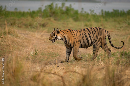 Fototapeta Naklejka Na Ścianę i Meble -  Bengal tiger walks on bank of lake