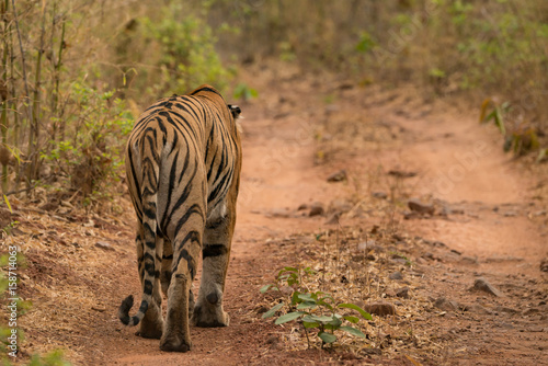 Bengal tiger walks away along woodland track