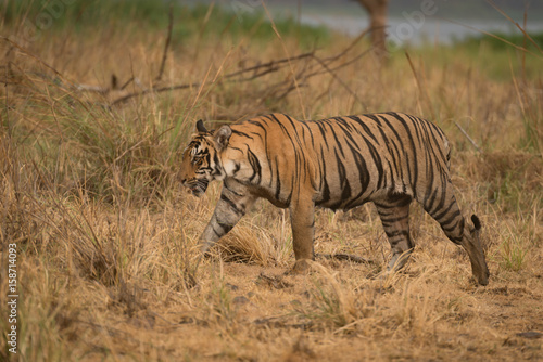 Bengal tiger walks right-to-left in dry grassland