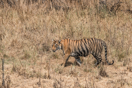 Fototapeta Naklejka Na Ścianę i Meble -  Bengal tiger walks right-to-left in dry grass