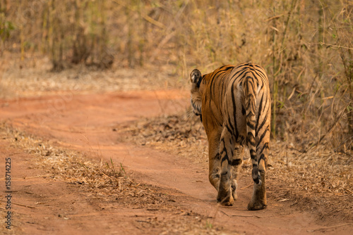 Fototapeta Naklejka Na Ścianę i Meble -  Bengal tiger walks towards bend in track