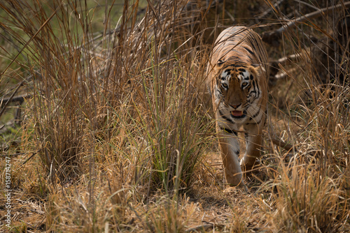 Fototapeta Naklejka Na Ścianę i Meble -  Bengal tiger walks towards camera from bushes