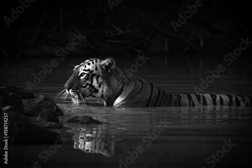 Fototapeta Naklejka Na Ścianę i Meble -  Bengal tiger with catchlight in water mono