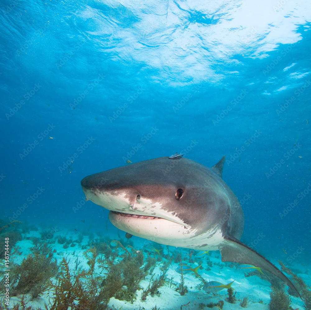 Fototapeta premium Tiger shark.