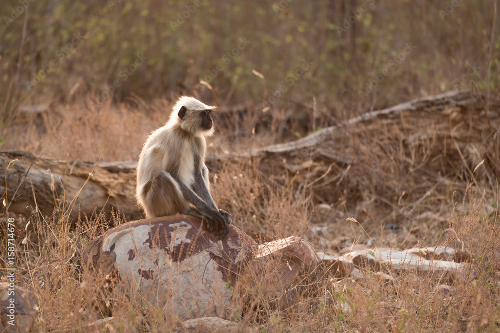 Hanuman langur sitting on rock in sunshine