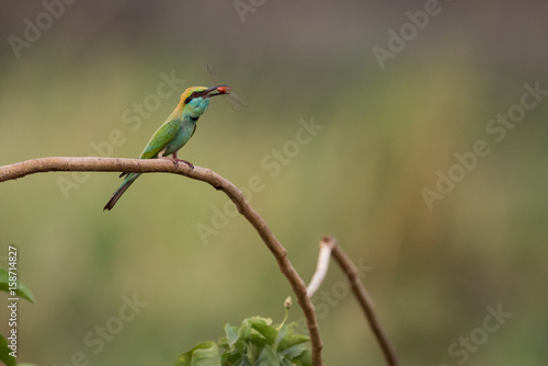 Male bee-eater on branch eating red insect