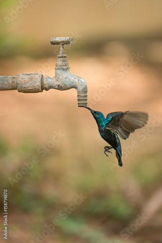 Male purple sunbird drinks from outdoor tap photo