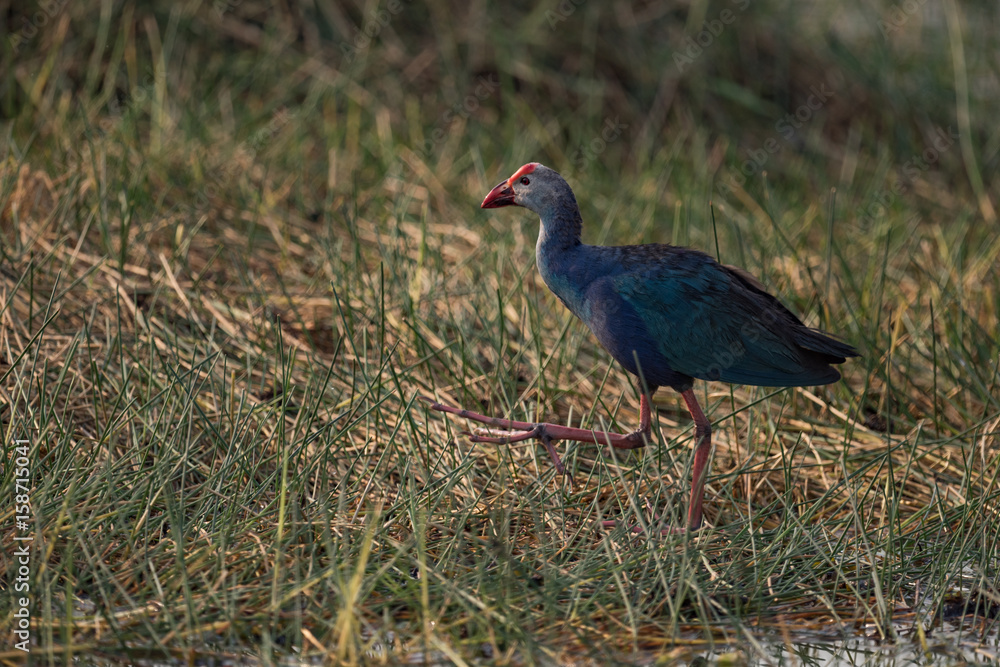 Purple moorhen climbs grassy bank in shade Purple moorhen climbs grassy bank in shade