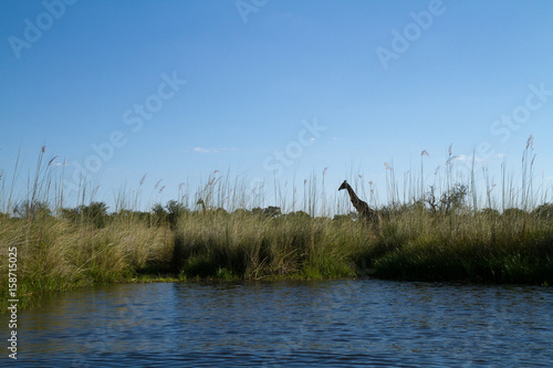 nature of the okavango delta in botswana