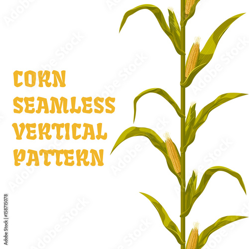 Corn maize vector seamless vertical pattern. Realistic botanical isolated illustration.