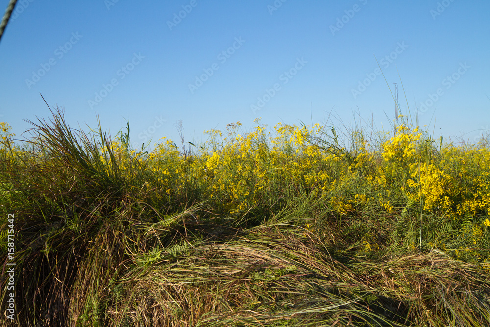 Fototapeta premium nature of the okavango delta in botswana
