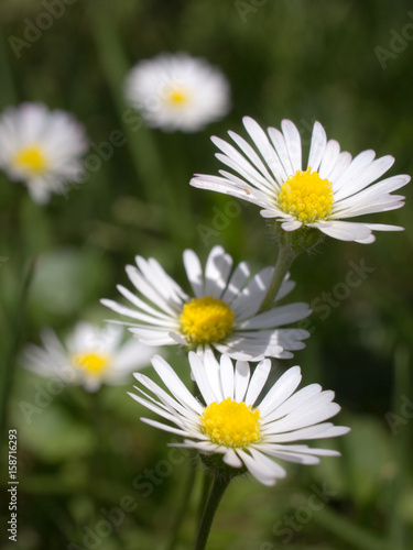 Closeup of beautiful white daisy flowers