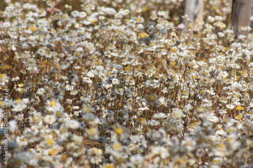 Flower Field