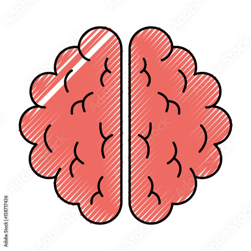 brain organ human icon vector illustration design
