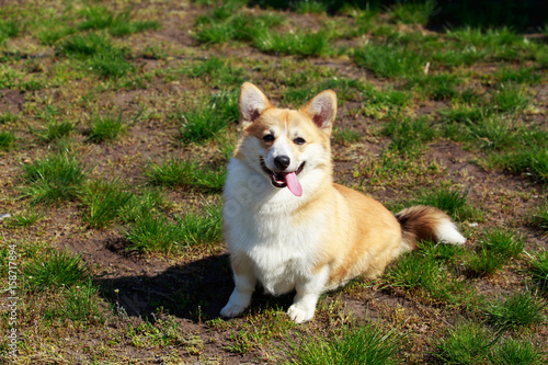 Welsh Corgi Pembroke