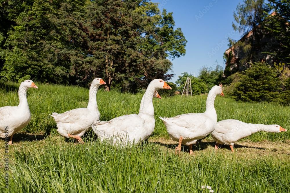 White geese White geese