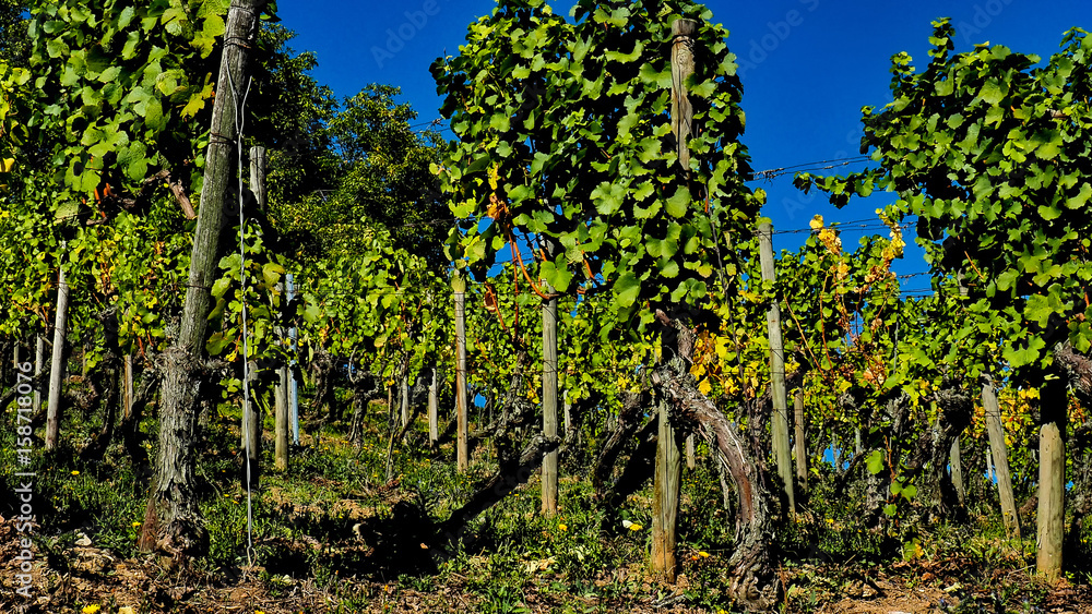Weinstöcke in der Nähe von  Volkach 