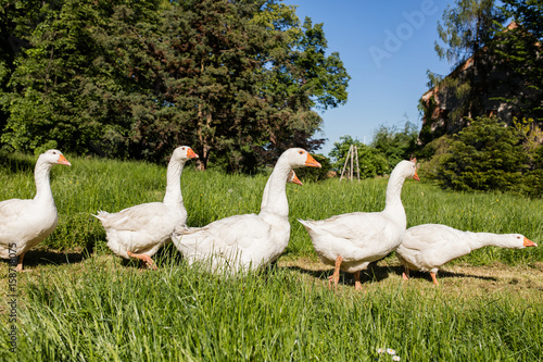 White geese