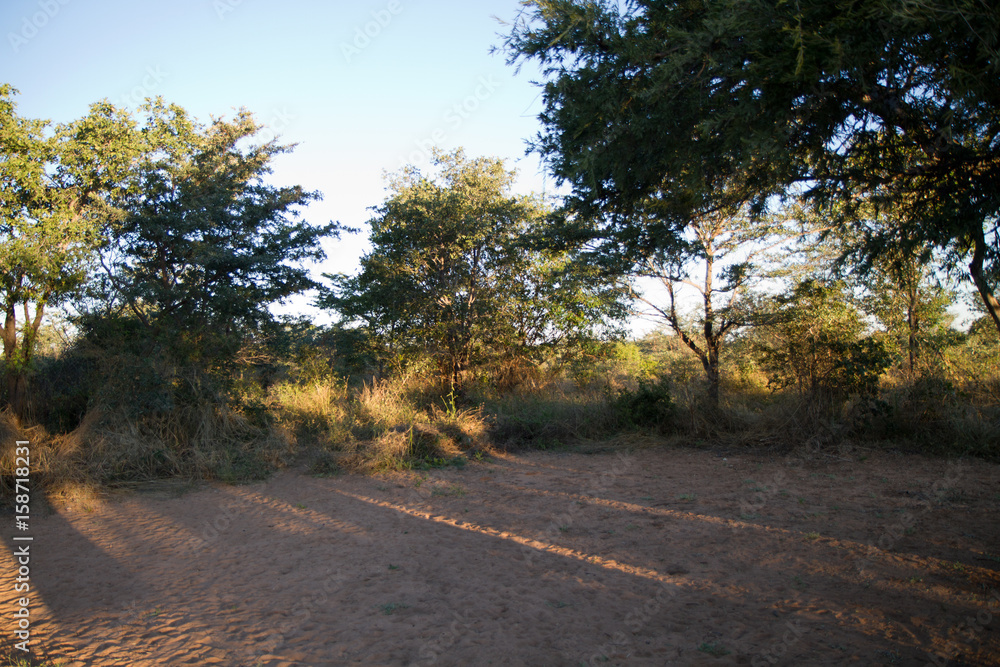 Fototapeta premium nature of the okavango delta in botswana