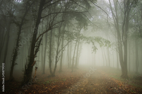 Fotografie, Obraz forest road in fog, fantasy landscape